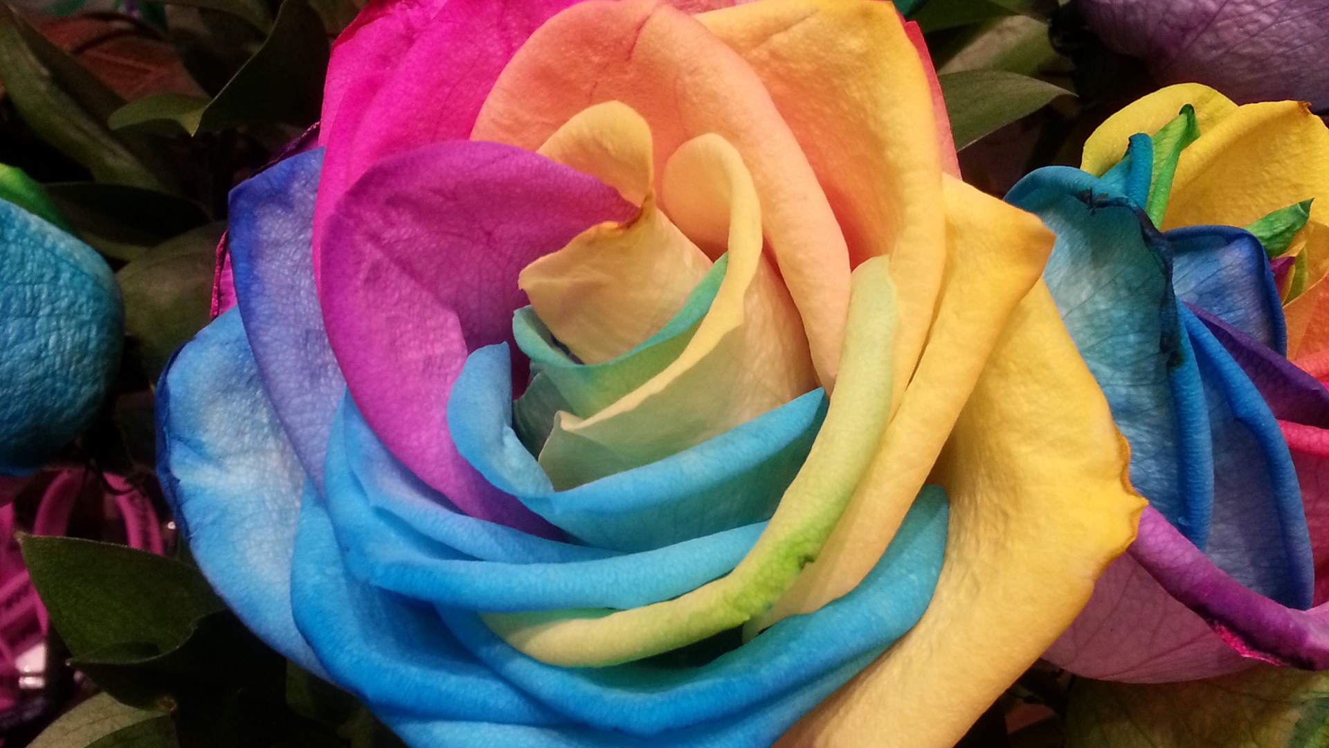 Wallpaper Rose, Rainbow, Multicolored - Rainbow Flower Iphone - HD Wallpaper 