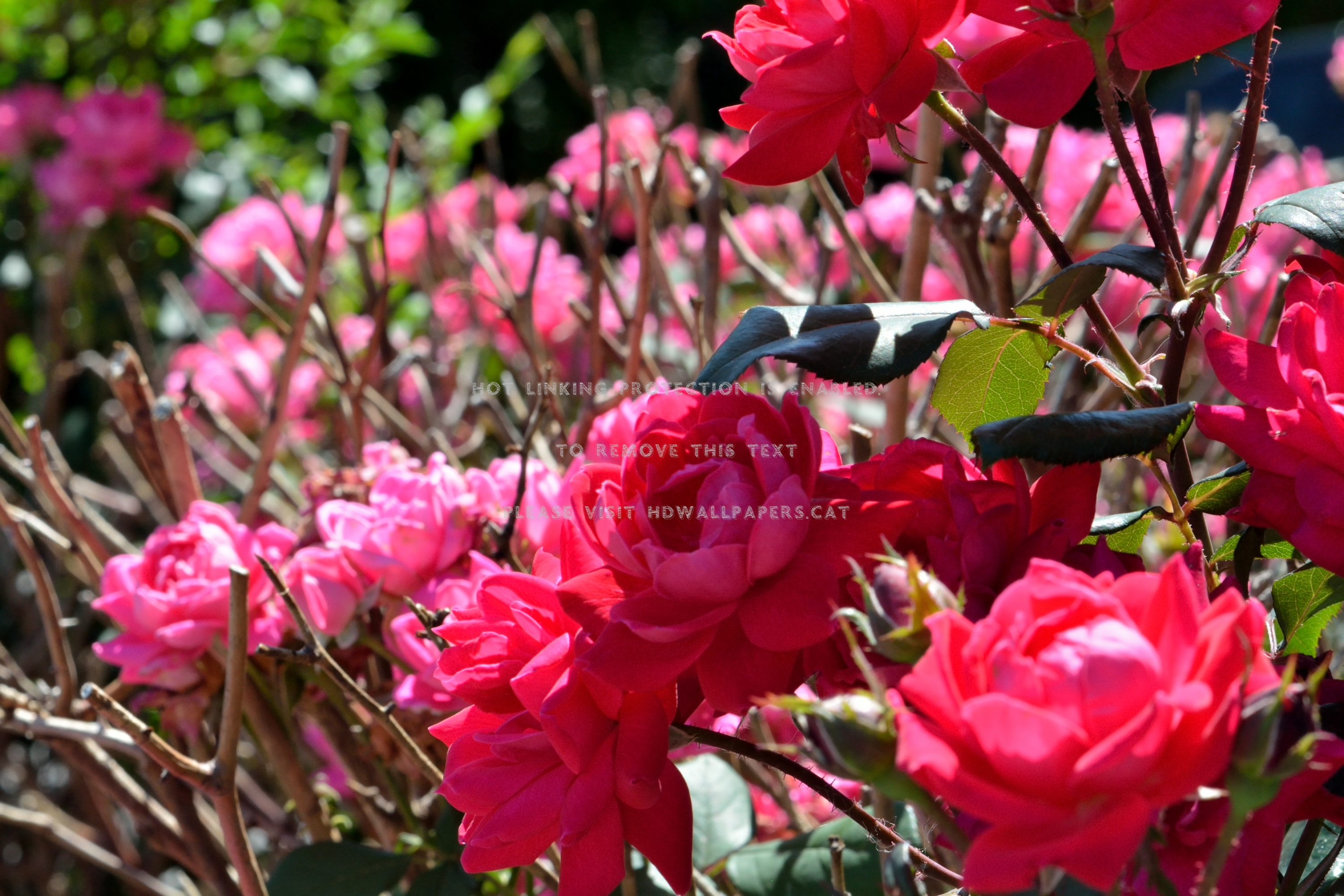 Colorful Rose Bush Red Bushes Pink Nature - Floribunda - HD Wallpaper 