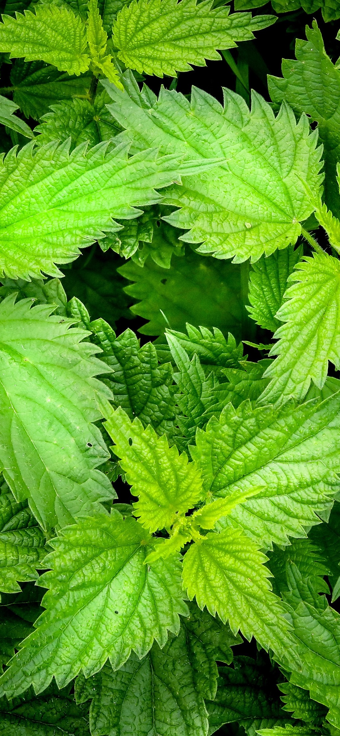 Iphone Wallpaper Mint, Green Leaves - Nettle Leaves - HD Wallpaper 