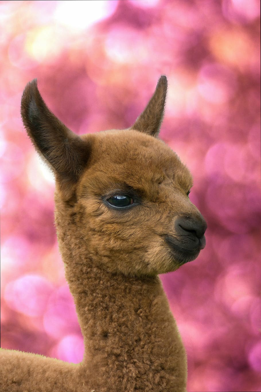 Brown Animal, Alpaca, Alpaca Foals, Animals, Nature, - Llama Baby - HD Wallpaper 