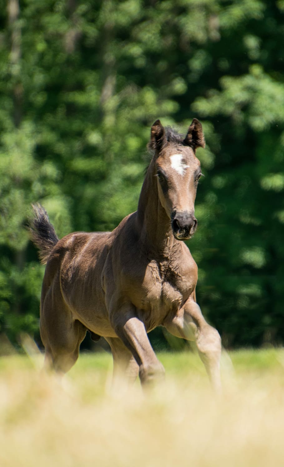 Horse, Foal, Brown, Rap, Gallop, Meadow, Young, Sweet, - Pferde Bilder Von Fohlen - HD Wallpaper 