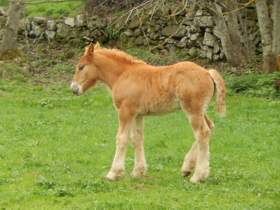 Brown Horse Foal Preview - Foal - HD Wallpaper 