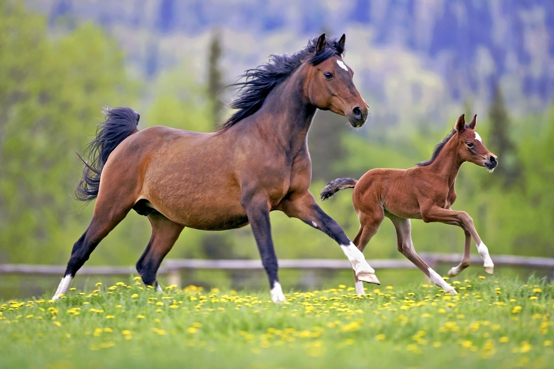 Horse And Foal Galloping - HD Wallpaper 