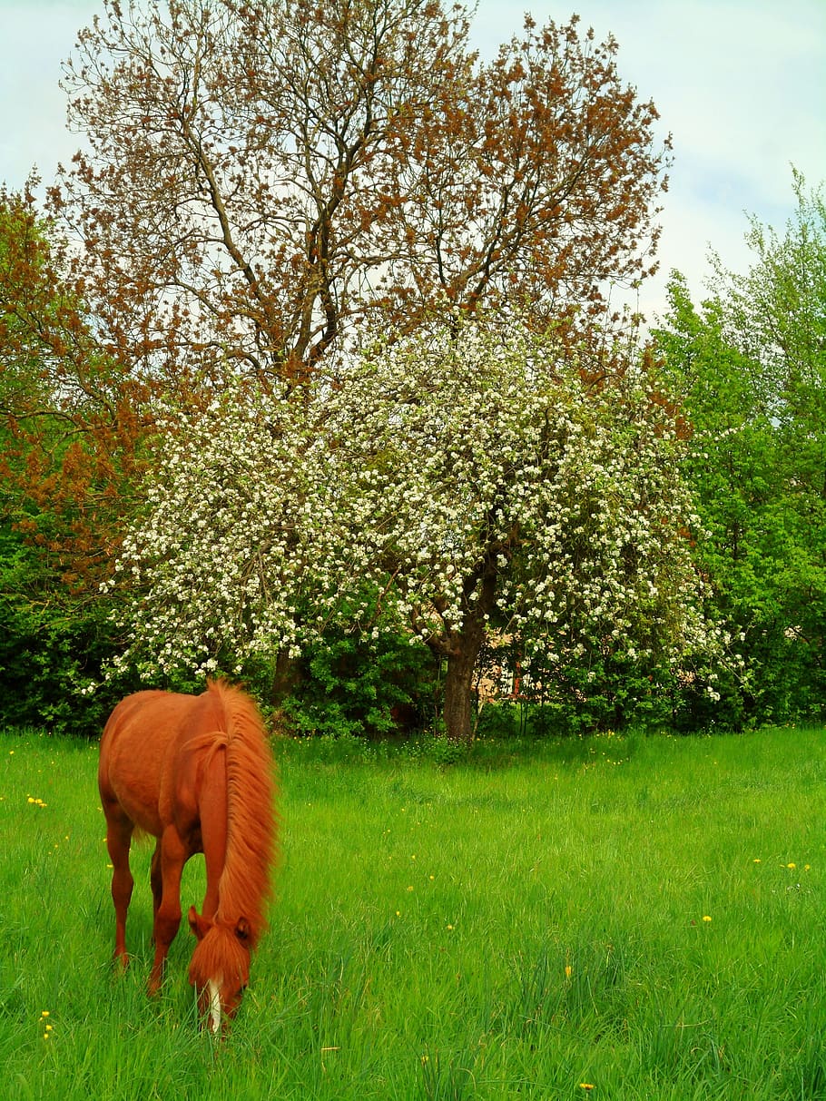 Foal, Flowers, Horse, Eat, Prairie, Field, Bucolic, - Grazing - HD Wallpaper 