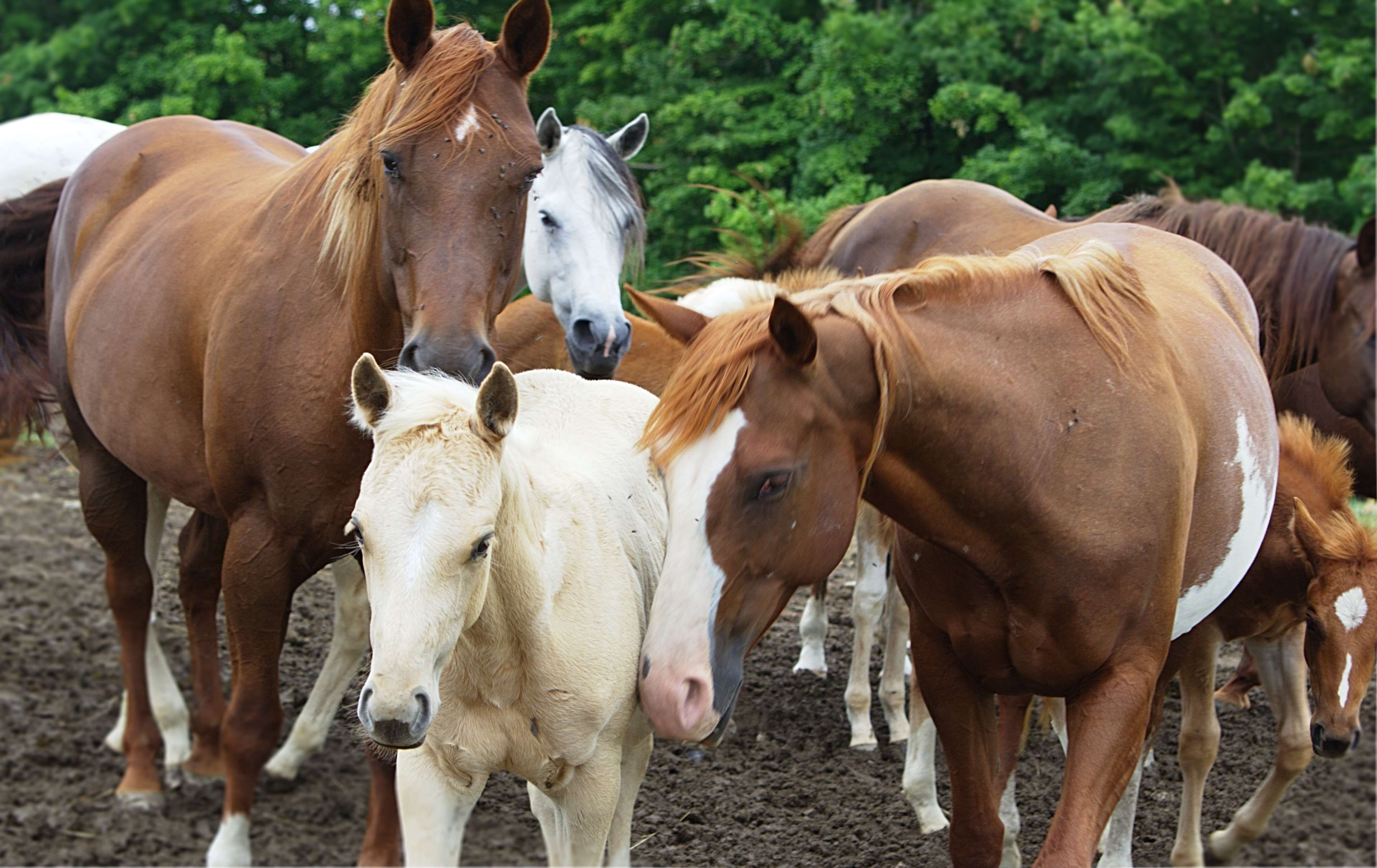 Mustang Horse - HD Wallpaper 