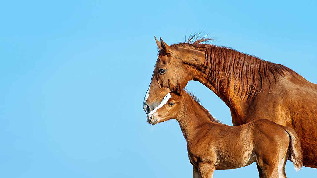 Southwest Horse - HD Wallpaper 