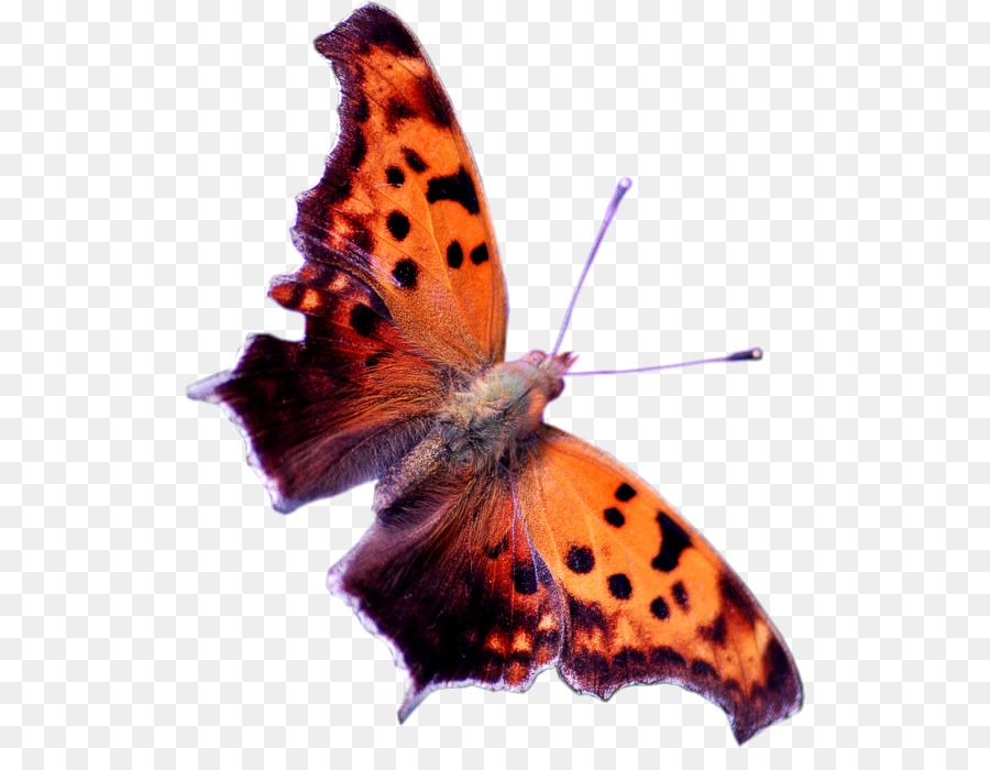 Brushes Photoshop - HD Wallpaper 