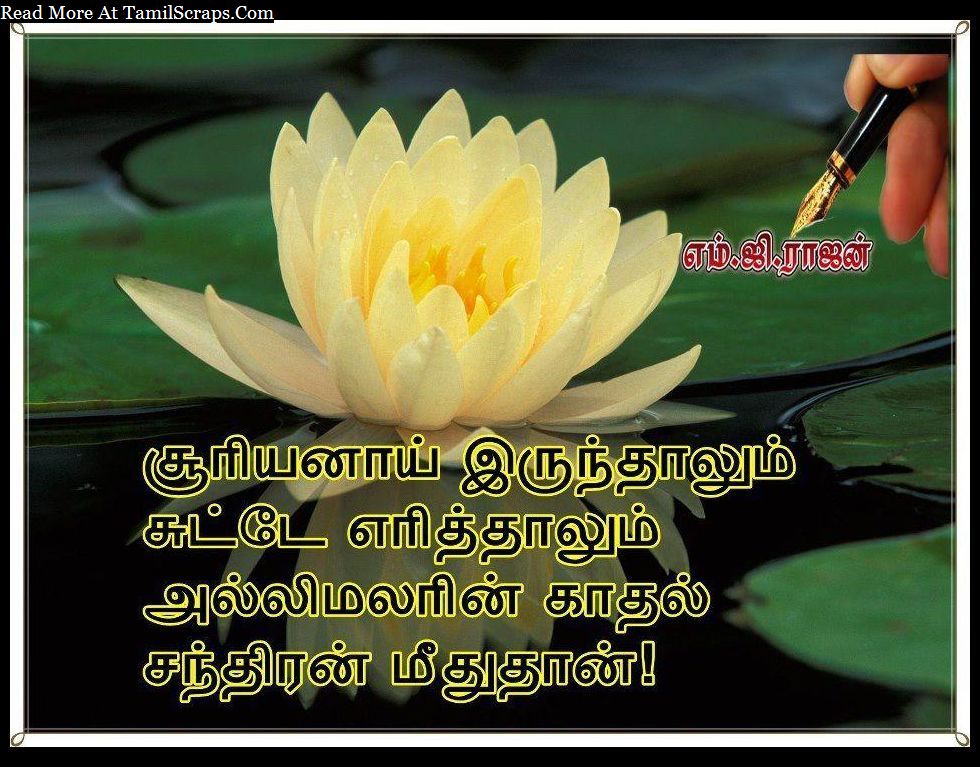 Most Beautiful Lotus In The World - HD Wallpaper 