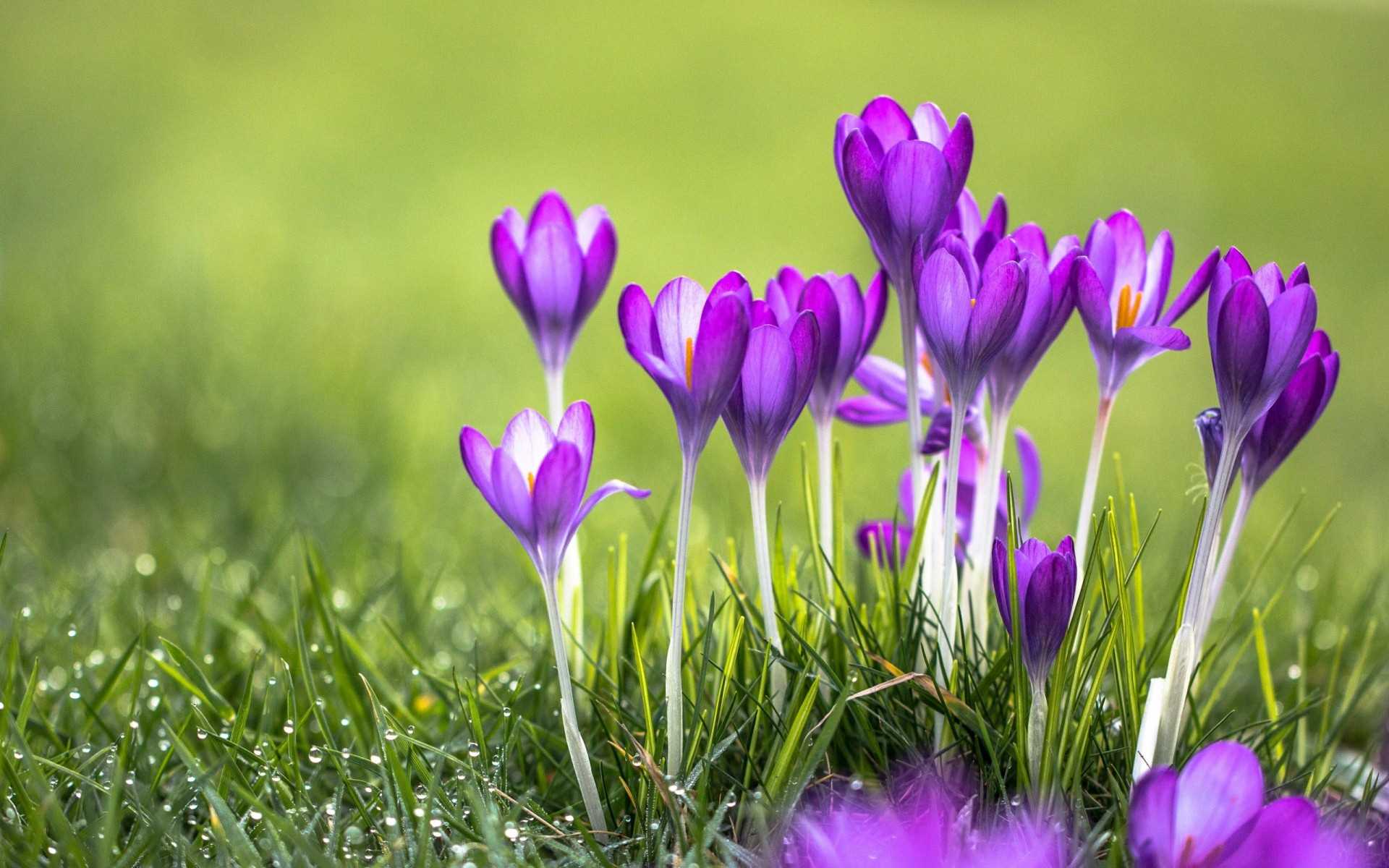 Beautiful Full Size Hd Wallpapers - Crocus Flowers - HD Wallpaper 
