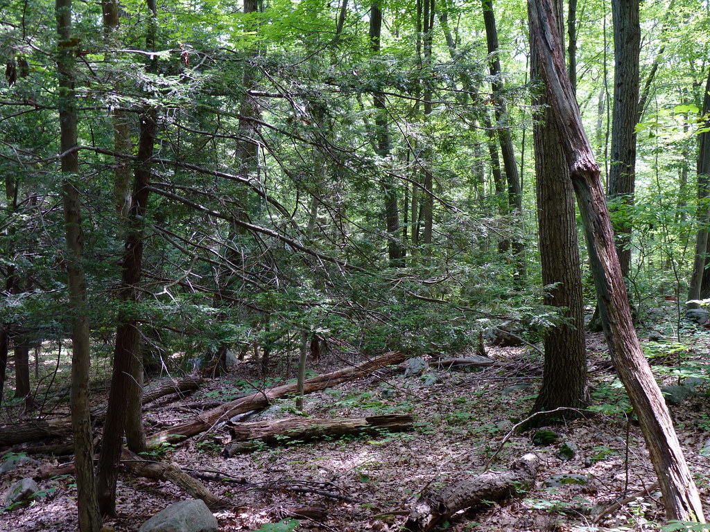 Spruce-fir Forest - HD Wallpaper 