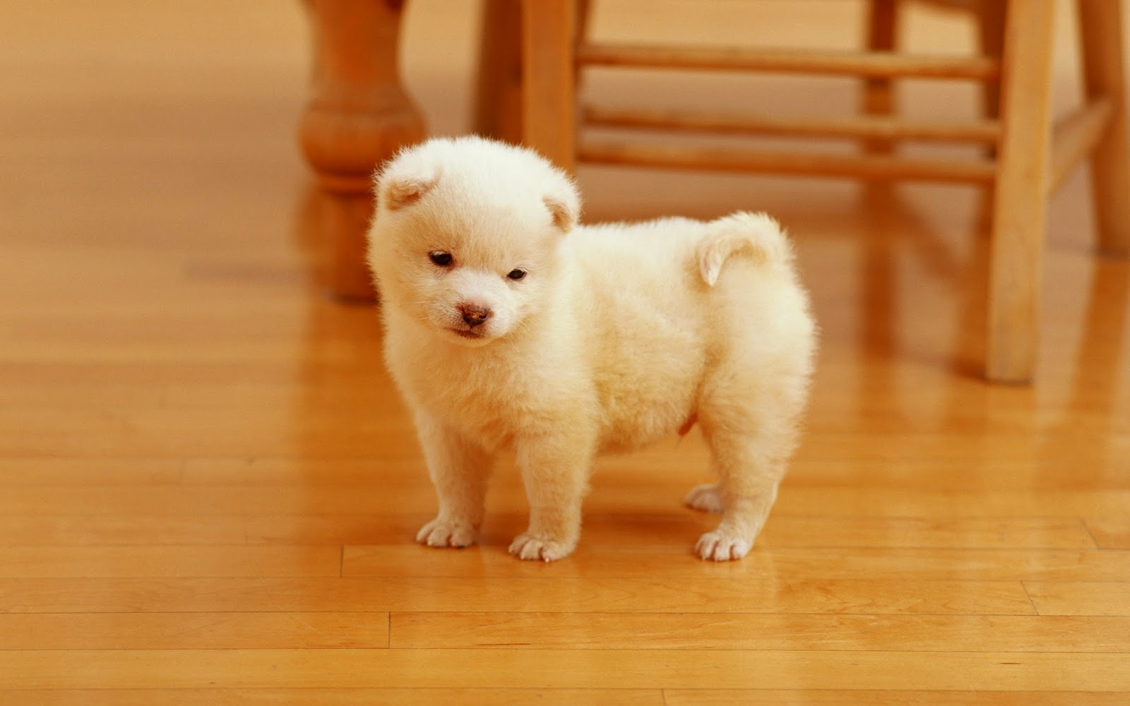 Cute Puppy Images Download - HD Wallpaper 