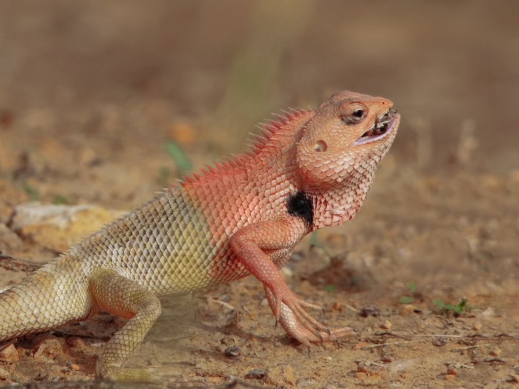 Agama - HD Wallpaper 