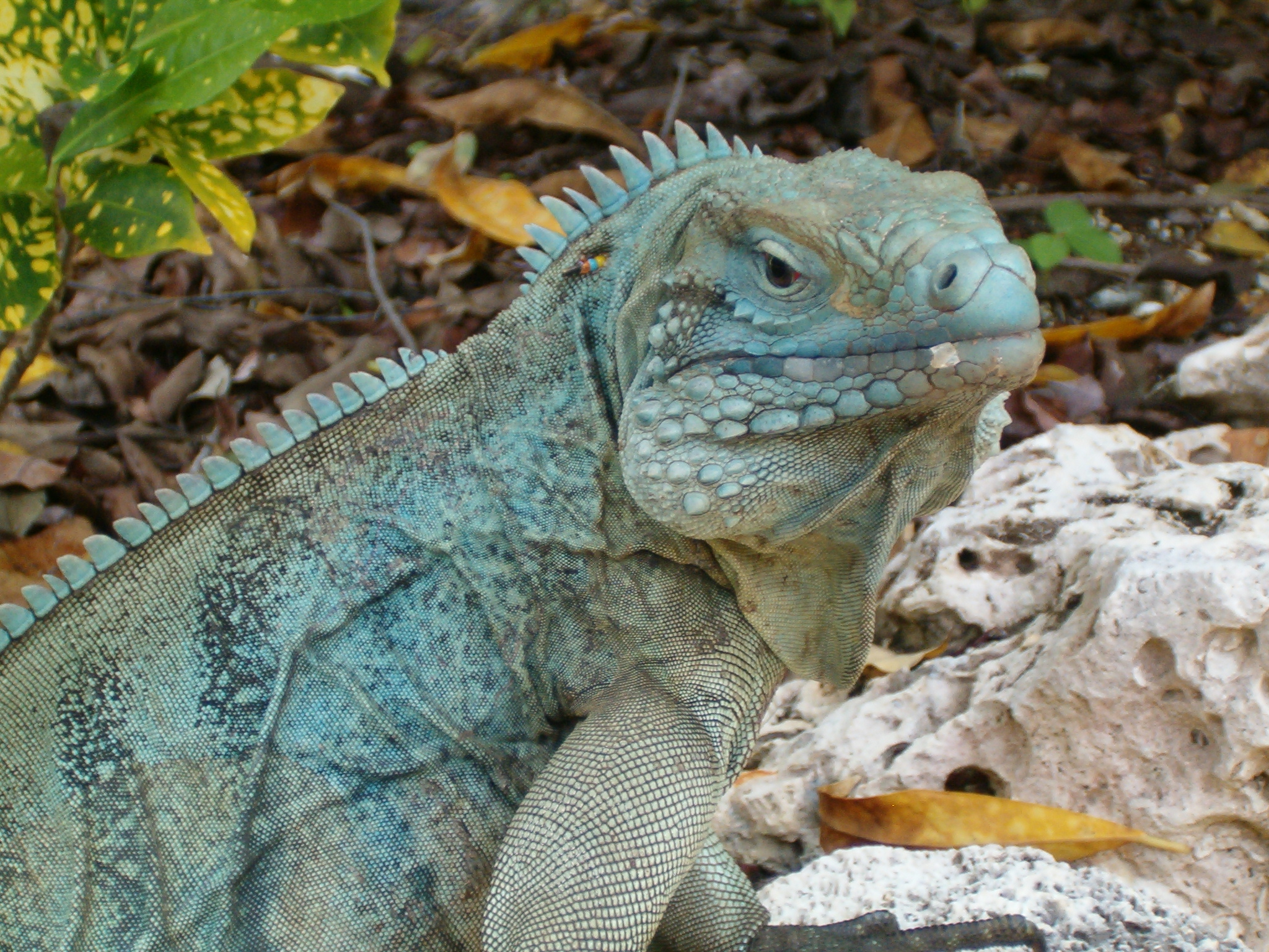 Green Iguana - HD Wallpaper 