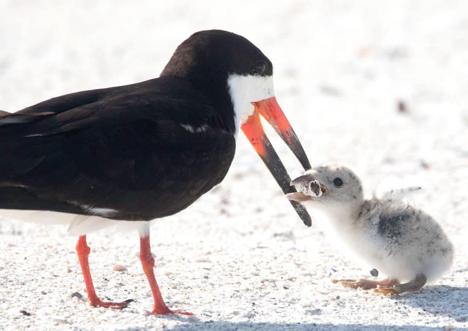 Bird Feeding Baby Cigarette - HD Wallpaper 