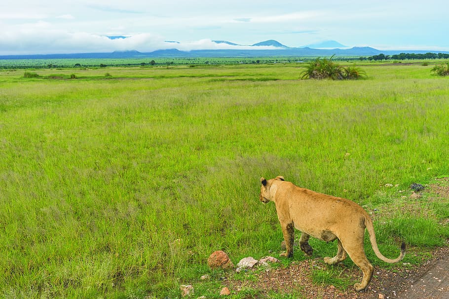 Grassland - HD Wallpaper 