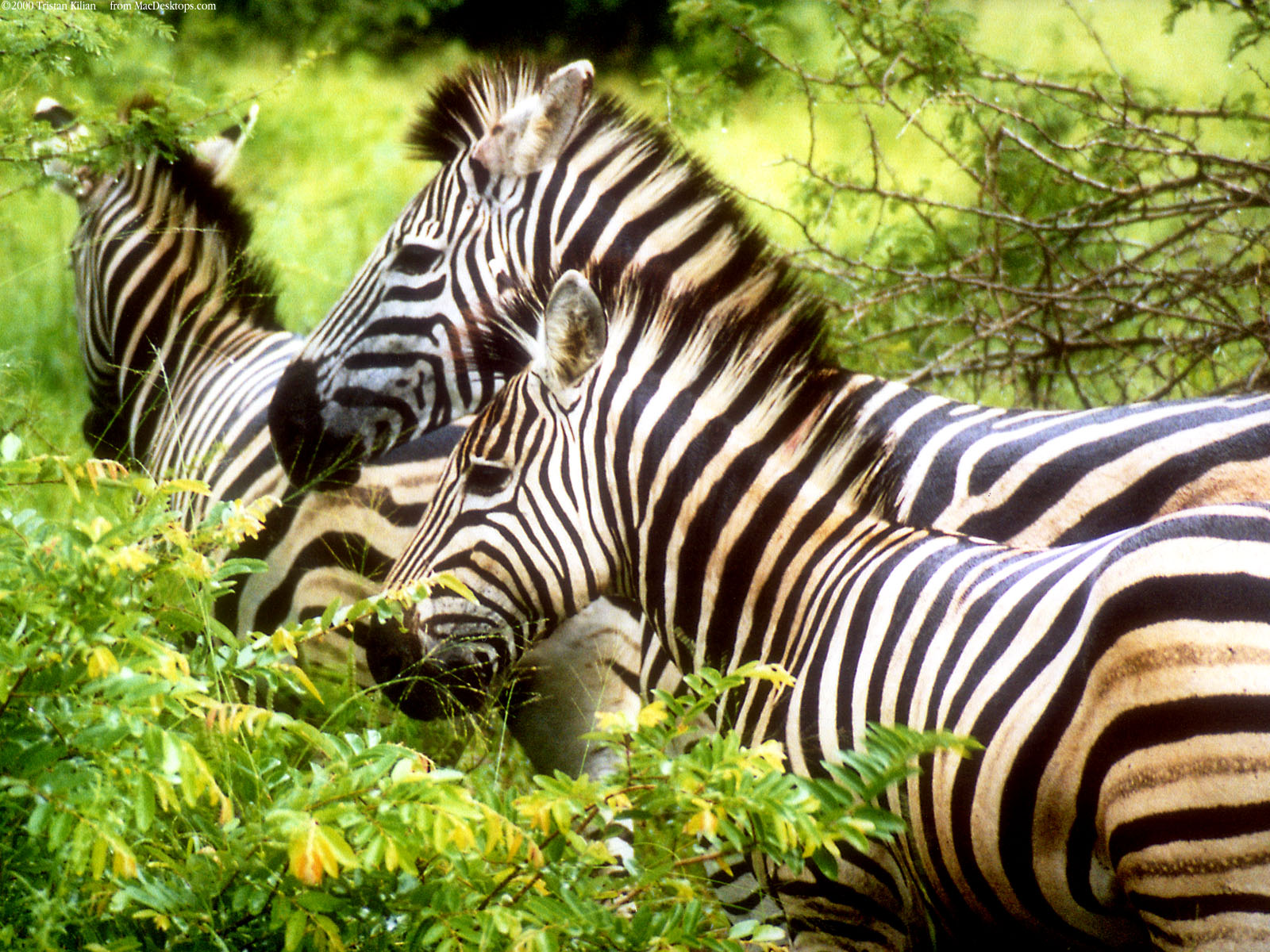 Zebra Wallpapers For Phone Download - Zebra Hd Images Download - HD Wallpaper 