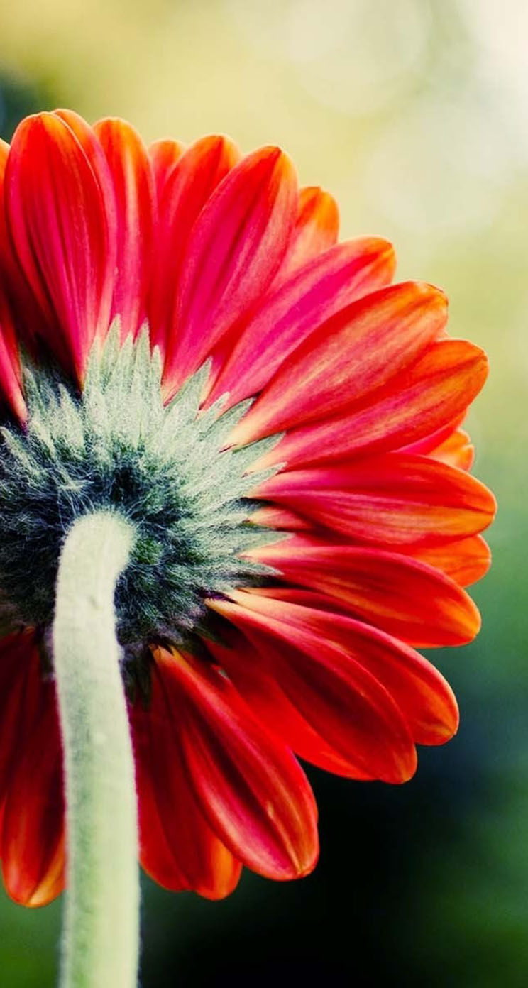 Lock Screen Flower Wallpaper Iphone 8