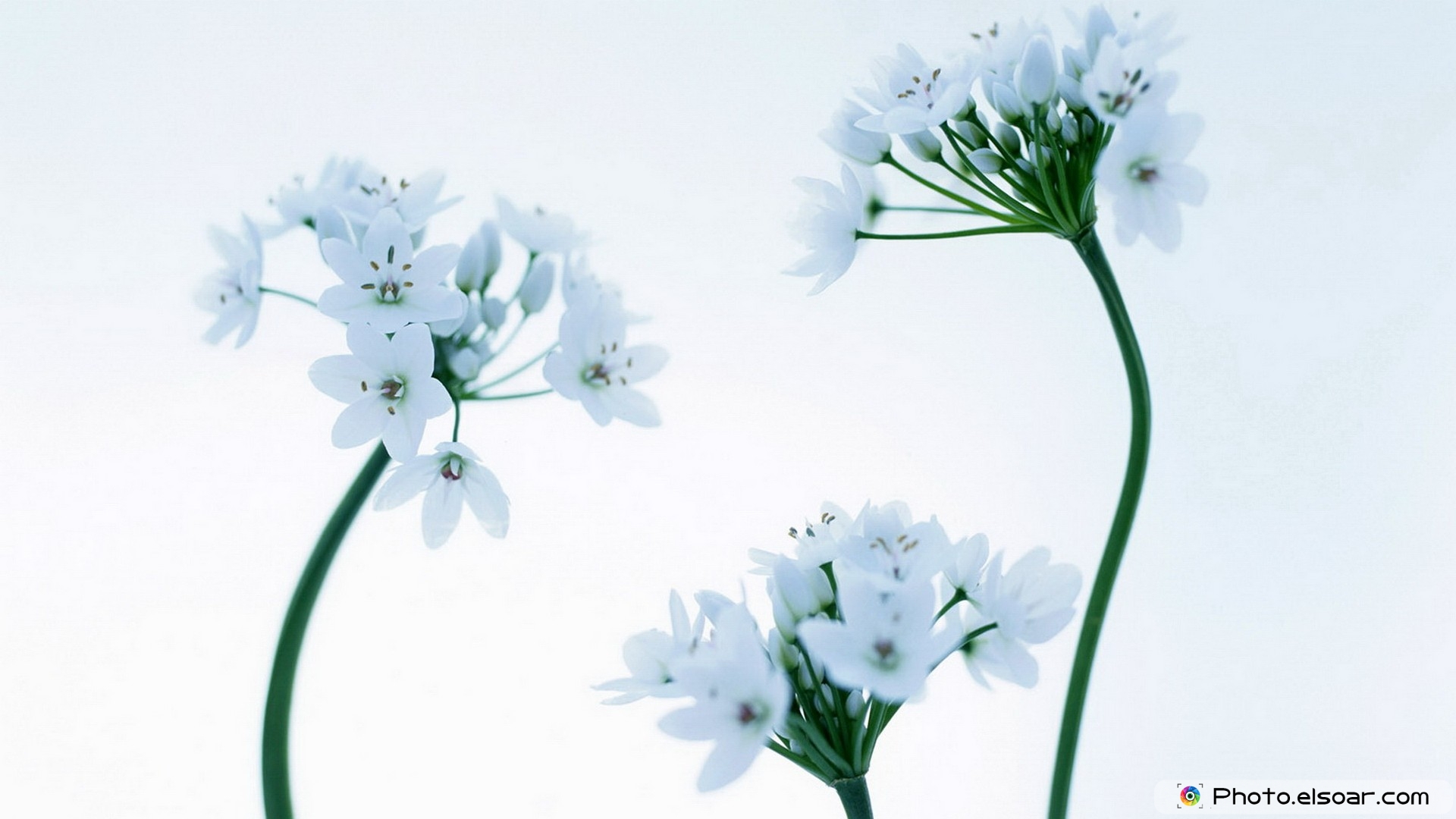 Brilliant White Flowers - Hd White Single Flower - HD Wallpaper 