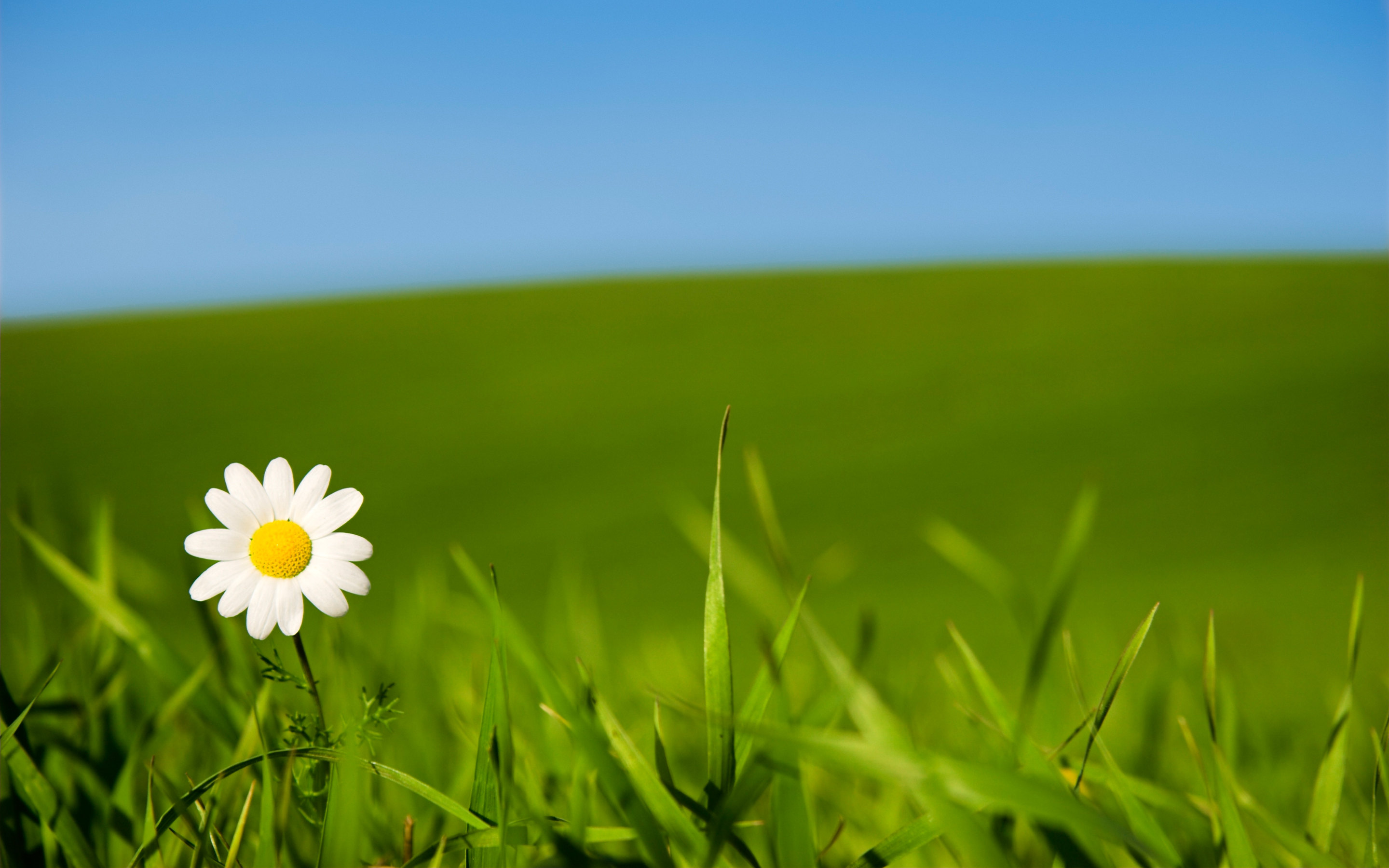 Single Flower Hd Wallpaper - HD Wallpaper 