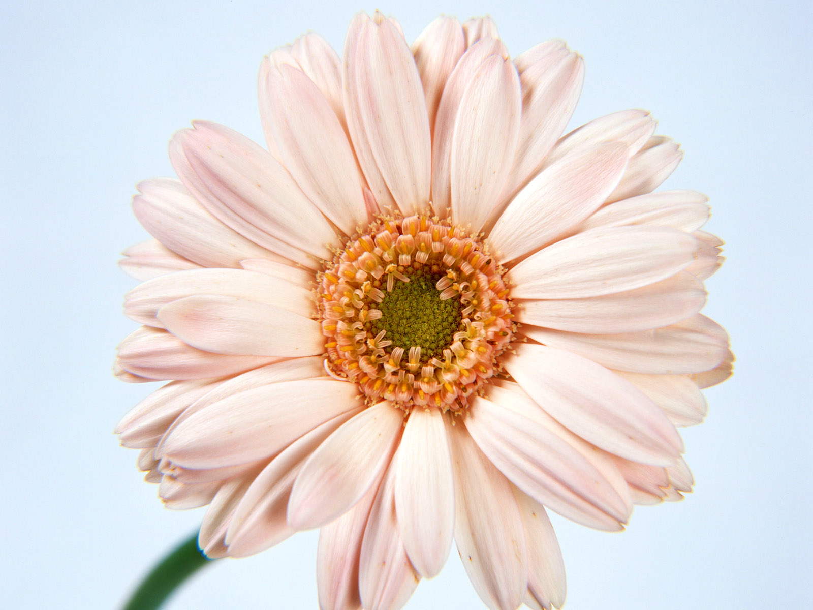 Room Flower Wallpaper - Flower - HD Wallpaper 