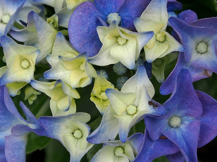 Flower, Hydrangeas, Blue, White, Flowers, Hydrangea - Hydrangea - HD Wallpaper 