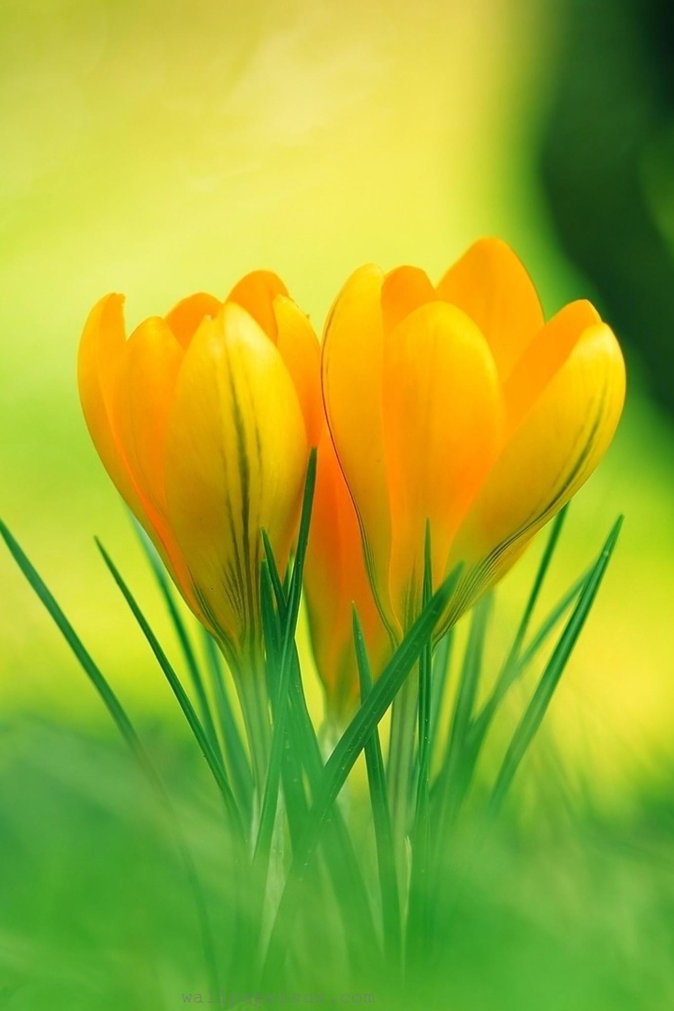 Hd Wallpaper Yellow Flower Resolution 
 Data Src Yellow - Yellow Flowers Images Hd - HD Wallpaper 