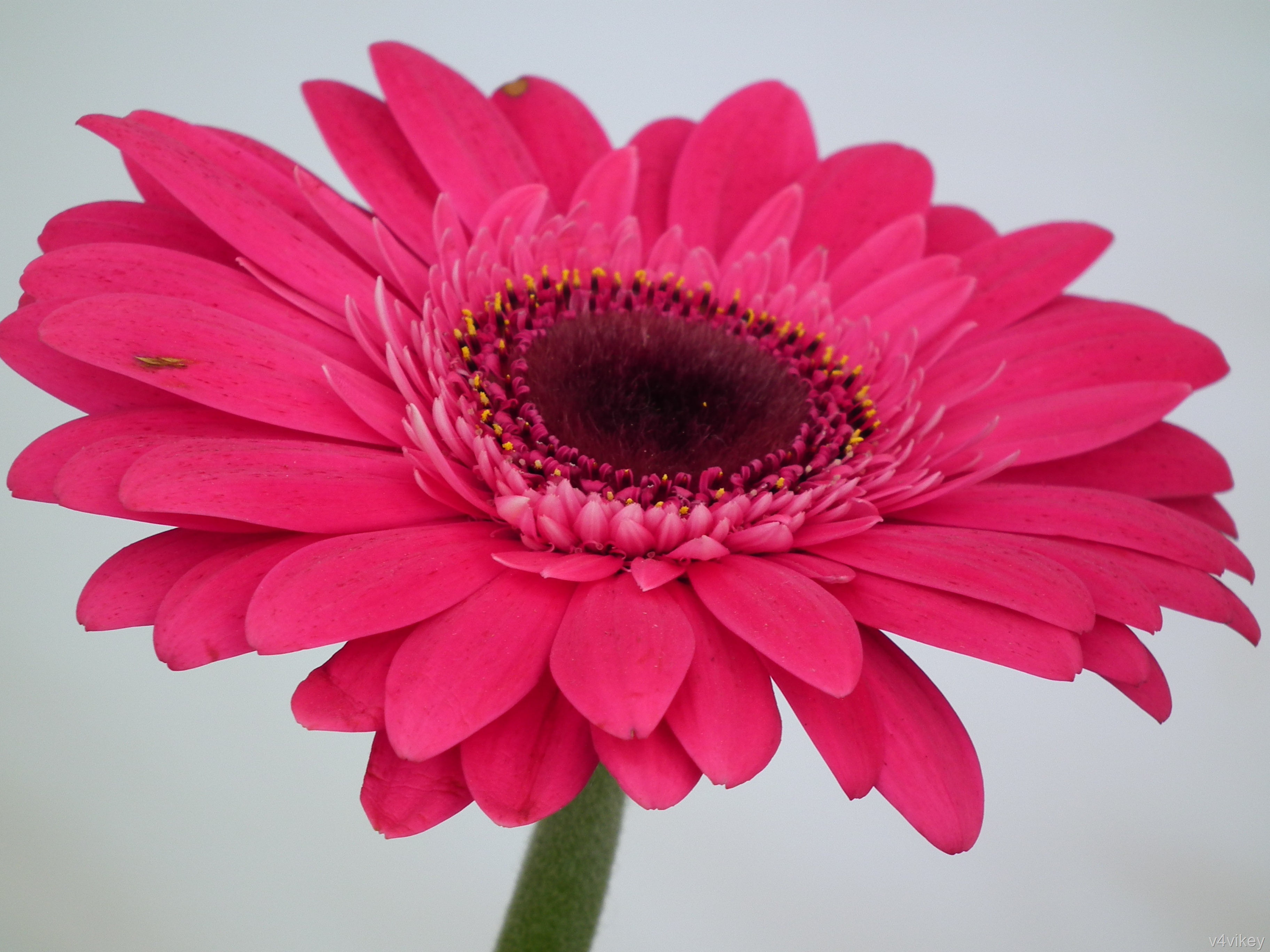 Transvaal Daisy - HD Wallpaper 