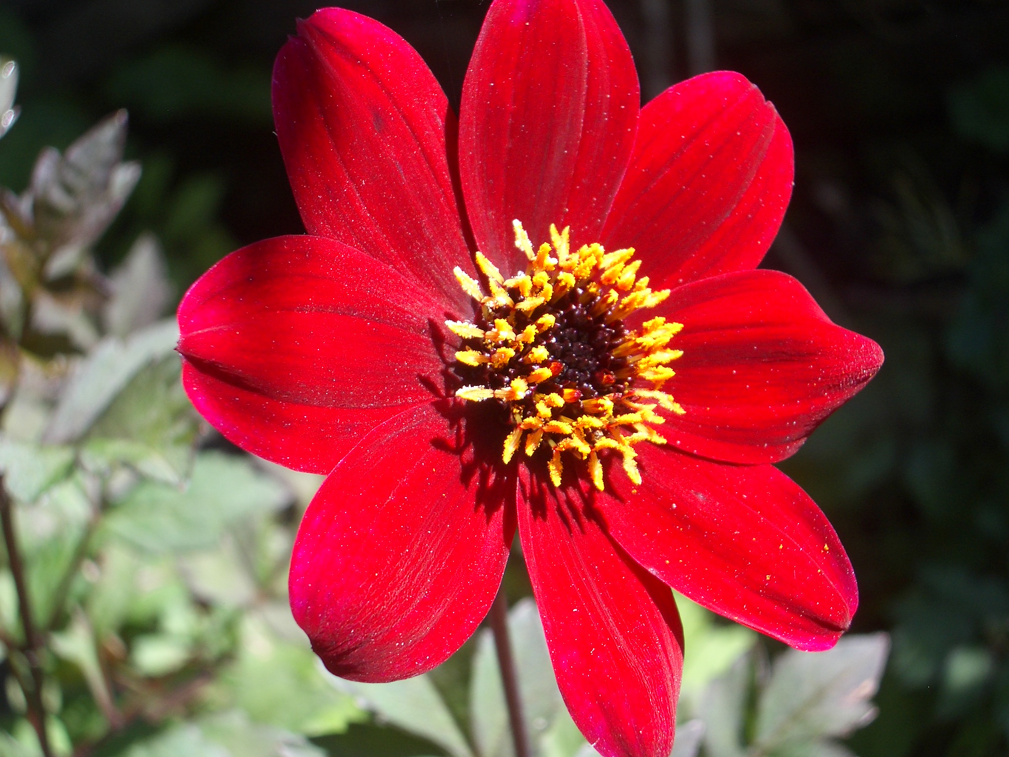 Double Flower - HD Wallpaper 