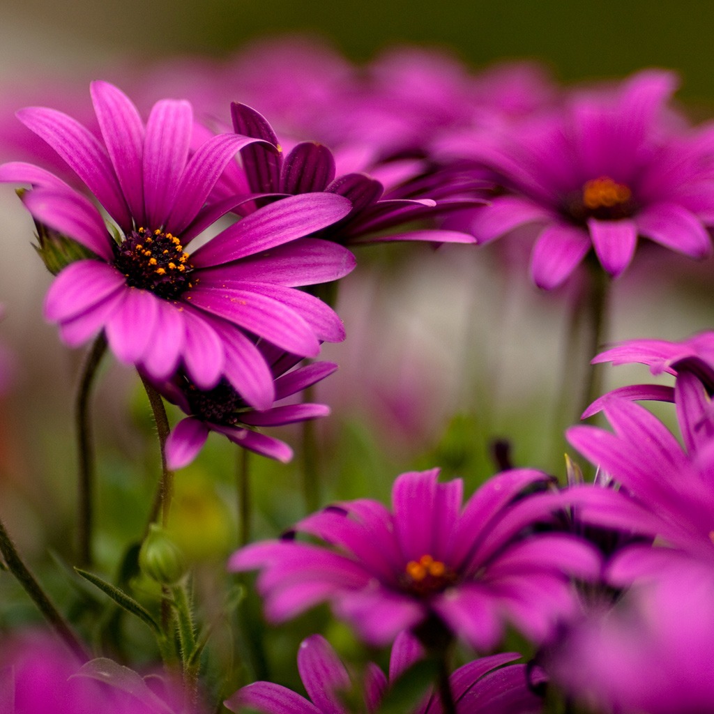 Ipad Rainbow Wallpaper 31, Free Cool Ipad Wallpaper, - Flower Images