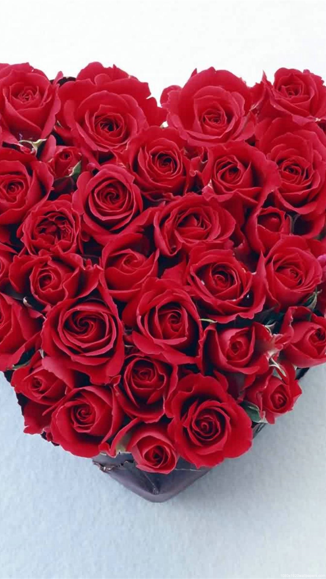 Rose Love Flowers Wallpapers Hd - Red Rose - HD Wallpaper 