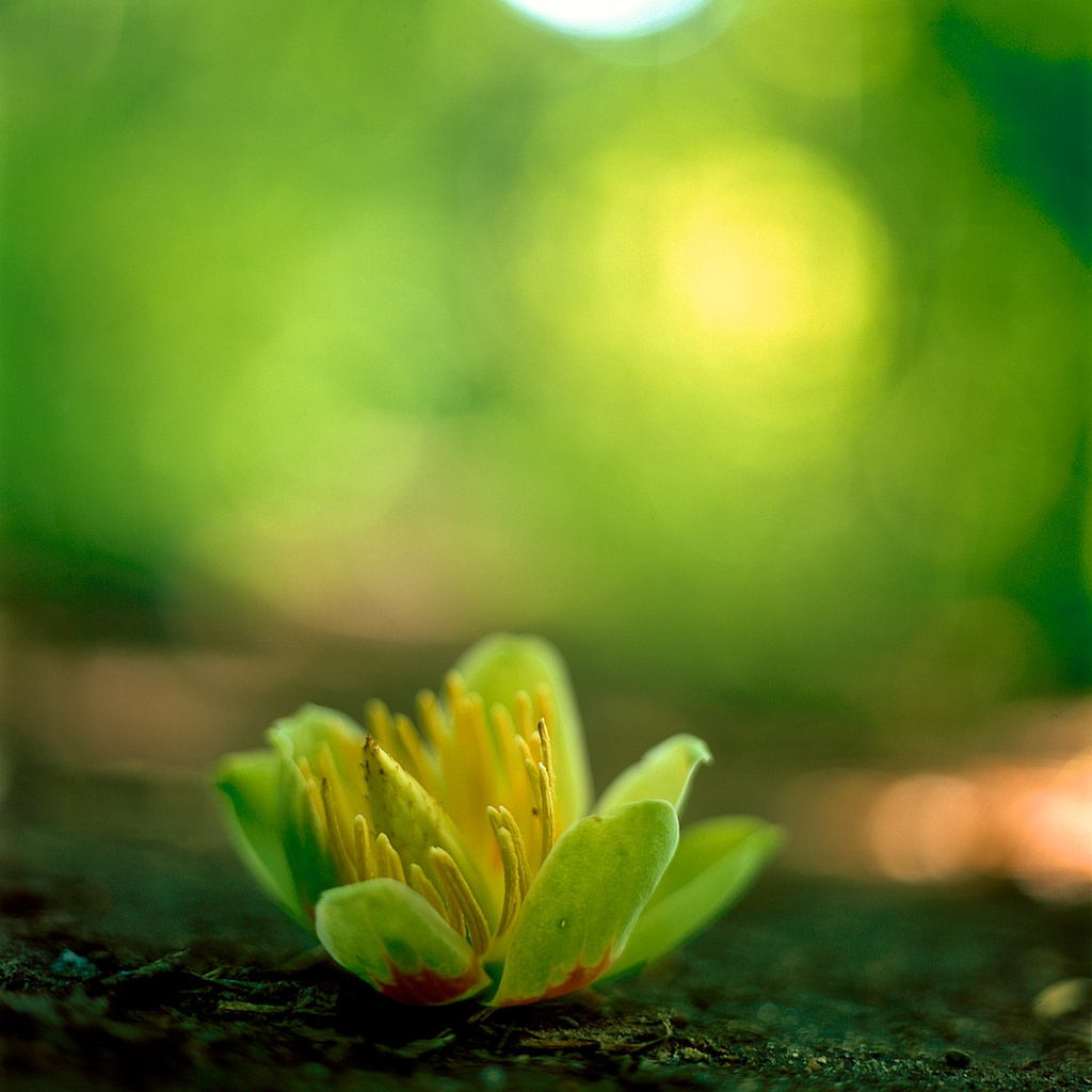Forest Flower Ipad Wallpaper - Green Flower - HD Wallpaper 