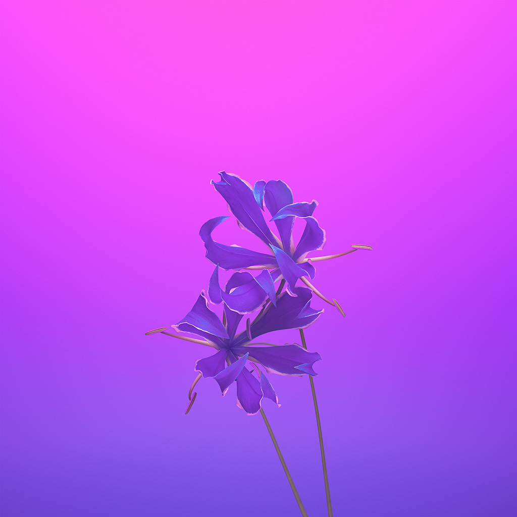 Violet Flower Wallpaper Iphone - HD Wallpaper 