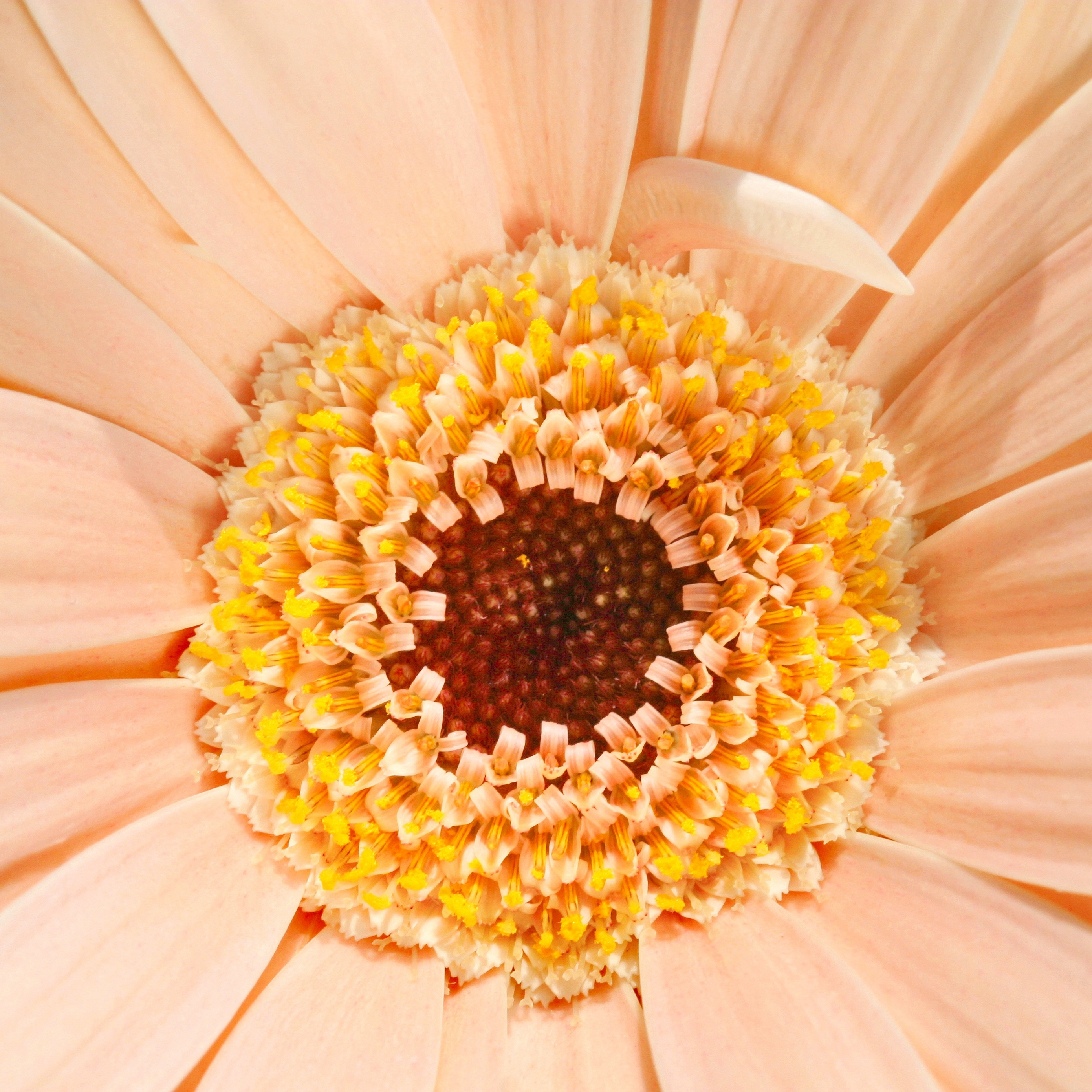 Wallpaper Gerbera, Daisy, Flower - Transvaal Daisy - HD Wallpaper 