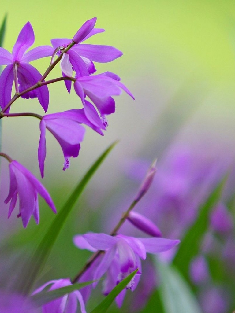 Flower - HD Wallpaper 