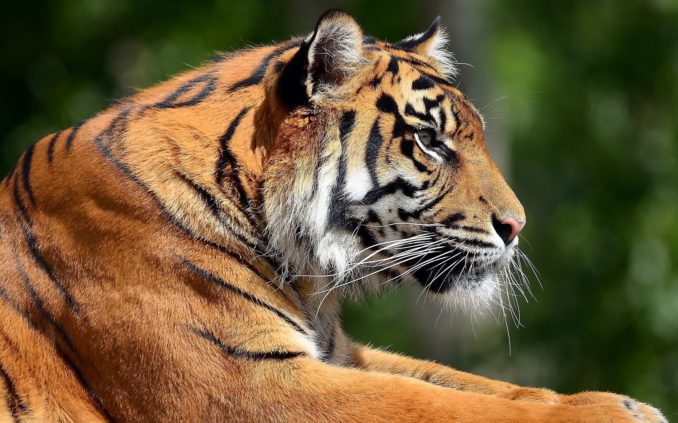 Bengal Tiger Profile - HD Wallpaper 