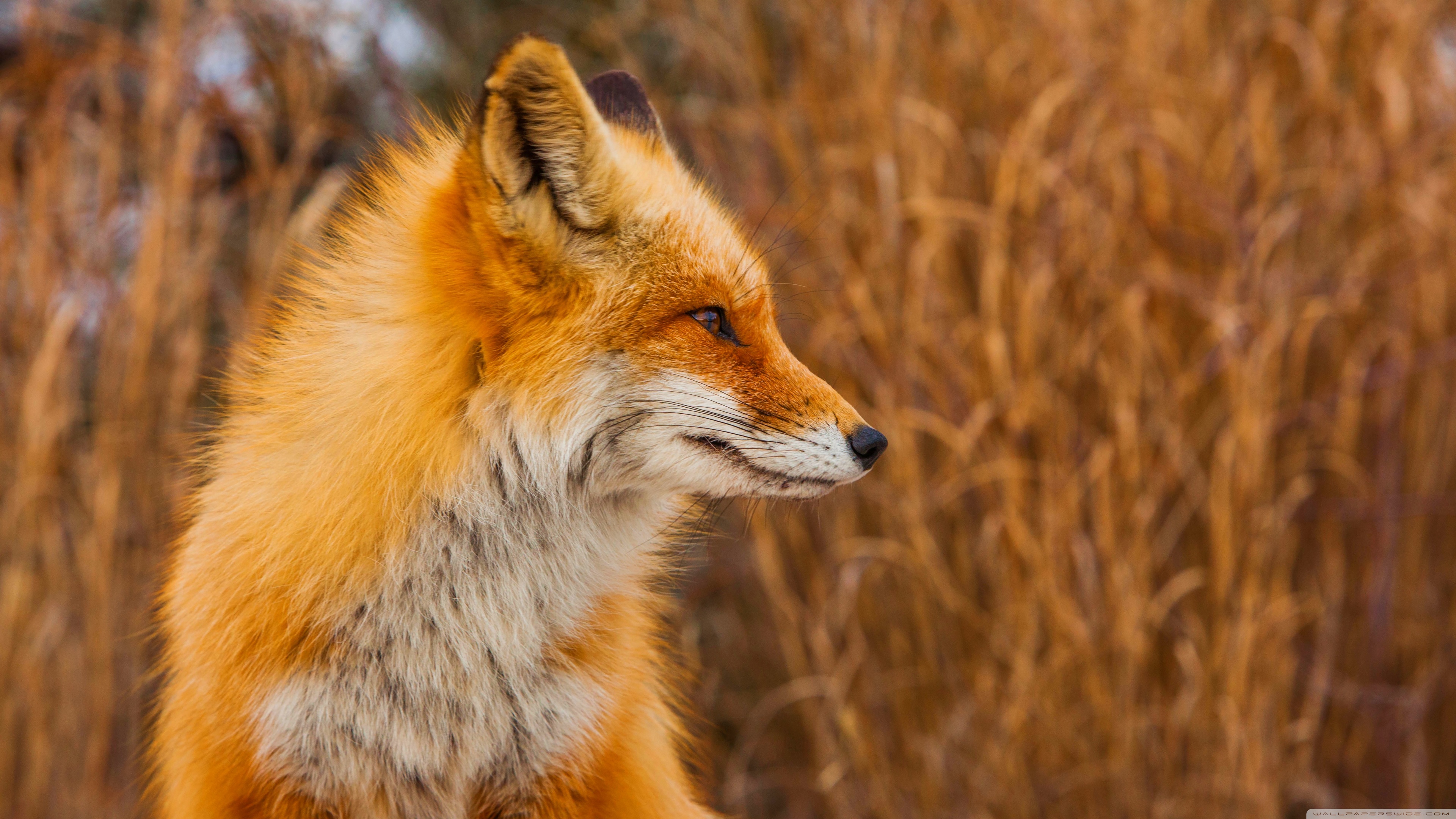 Fox Wallpaper 4k - 3840x2160 Wallpaper Fox Wallpaper 4k - 3840x2160 Wallpaper