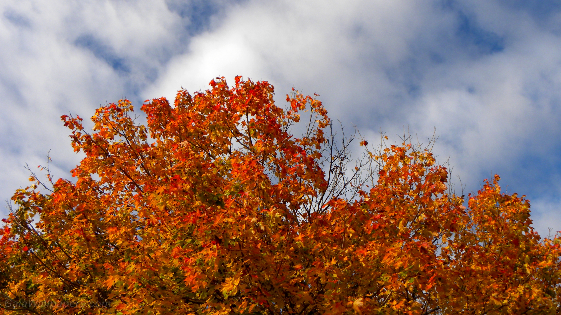 Intense Autumn Colors - Autumn - HD Wallpaper 