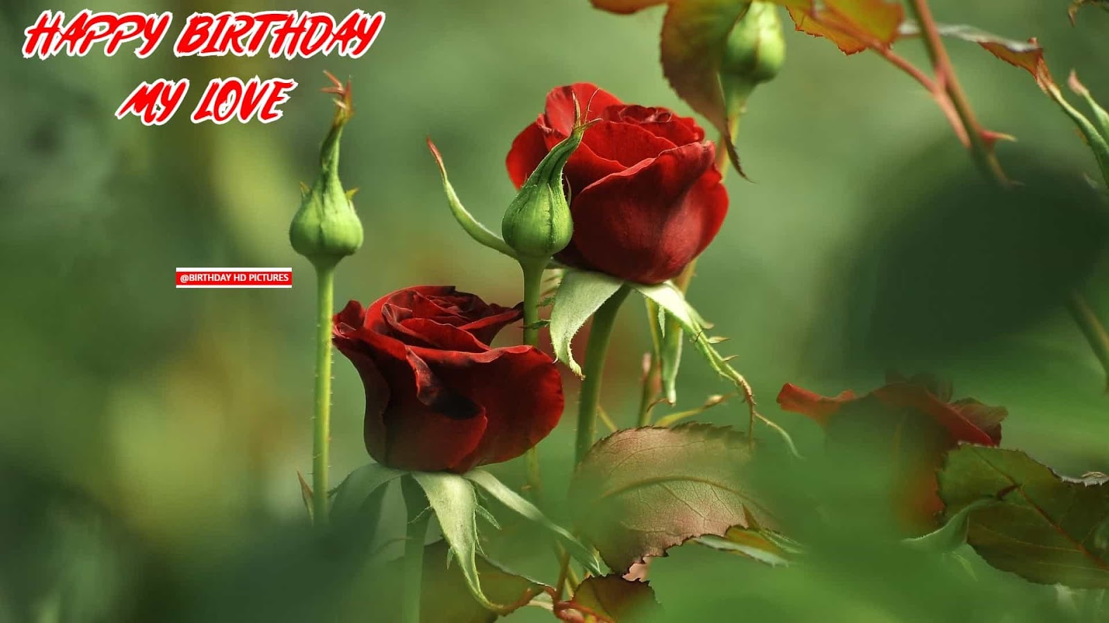 Wallpaper Of Happy Birthday On Birthday Hd Pictures - Love Couple Roses - HD Wallpaper 