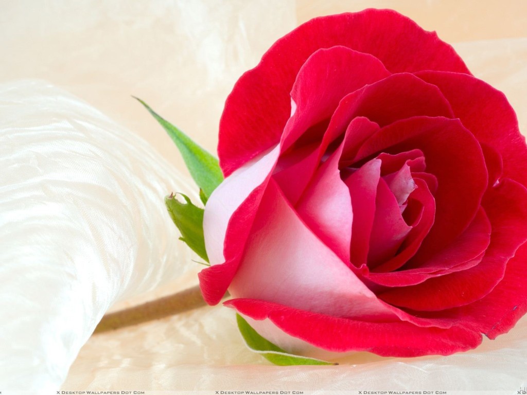 Fresh Rose Pic Hd - HD Wallpaper 