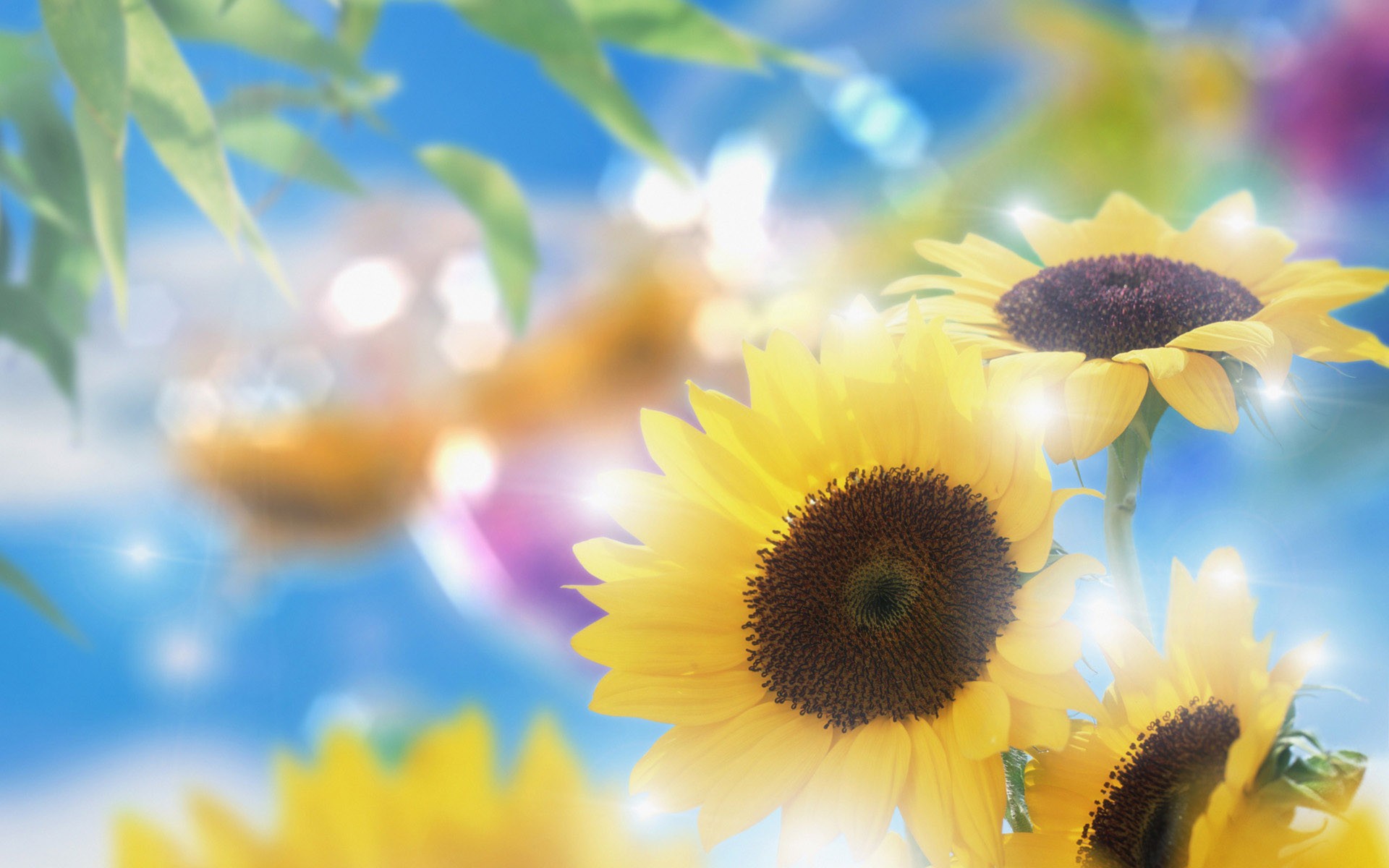 Animated Sunflower - HD Wallpaper 