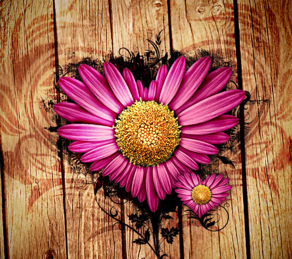 Pink Daisy Flower Love - HD Wallpaper 