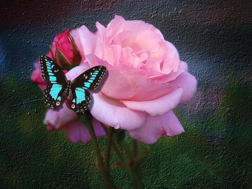 Pink Rose With Butterfly - HD Wallpaper 