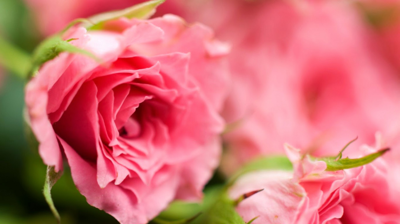 Rose Hd Wallpapers For Mobile - Garden Roses - HD Wallpaper 