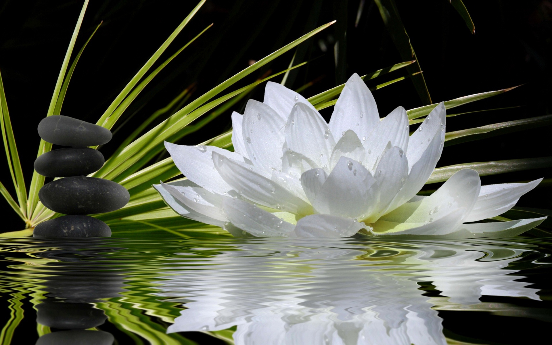 Lotus Flower High Resolution - HD Wallpaper 