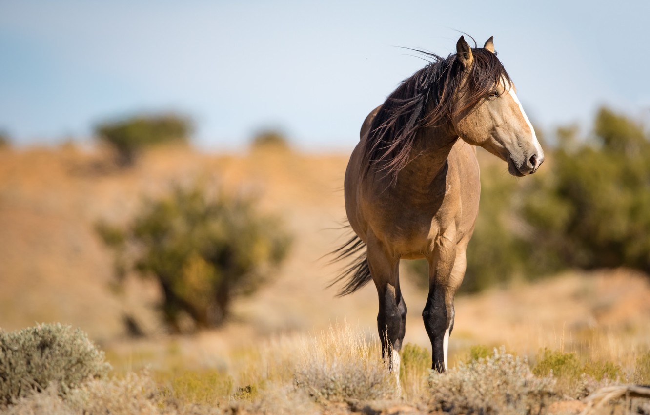 Photo Wallpaper Horse, The Wind, Horse, Mane, Profile, - Horse Wallpaper Dun - HD Wallpaper 