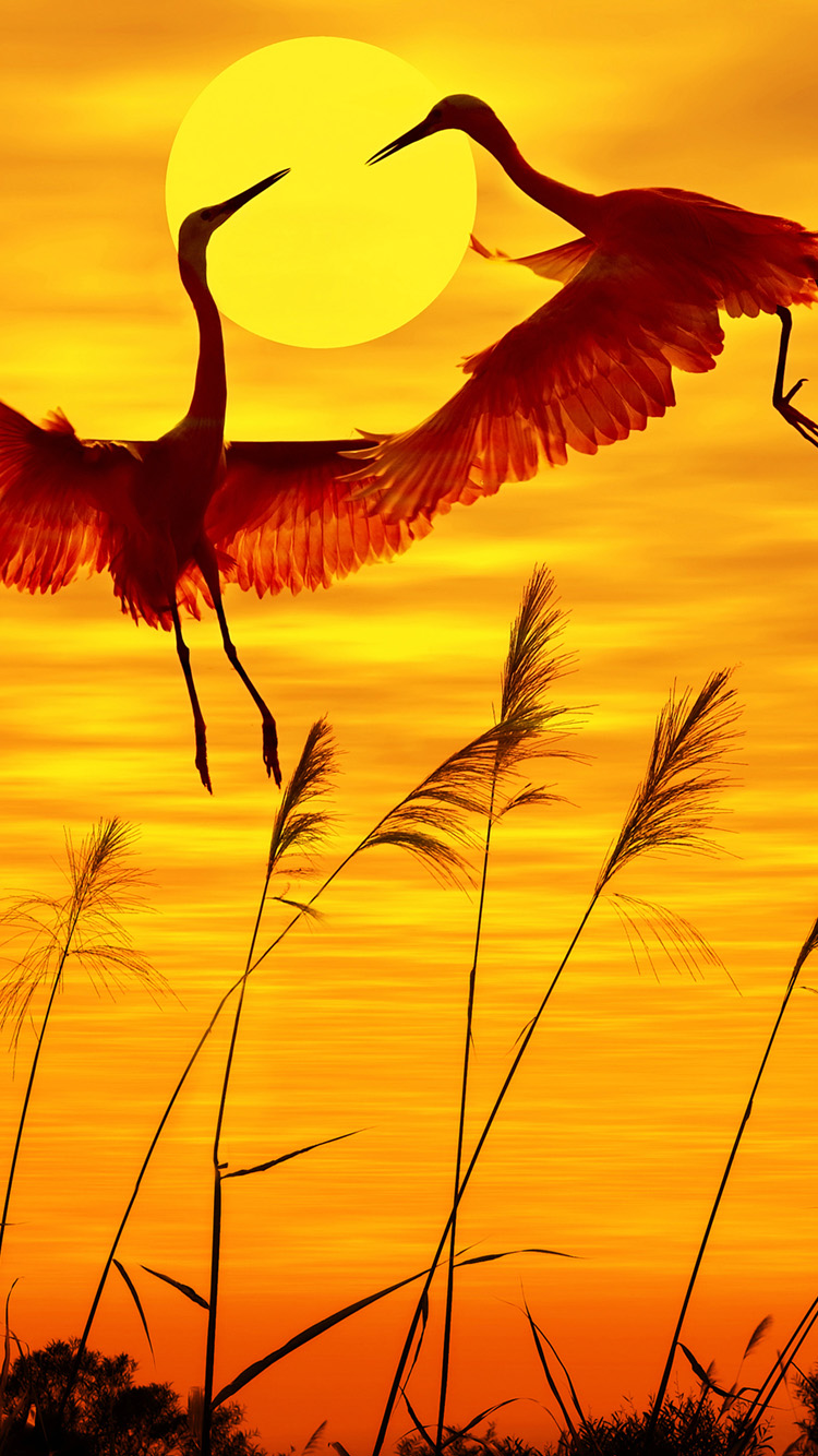 Birds Wallpaper - HD Wallpaper 