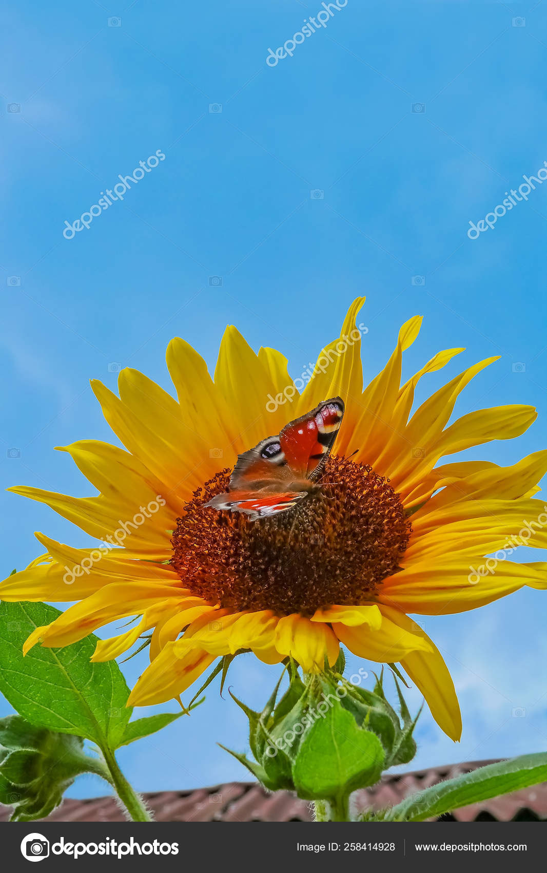 Sunflower - HD Wallpaper 