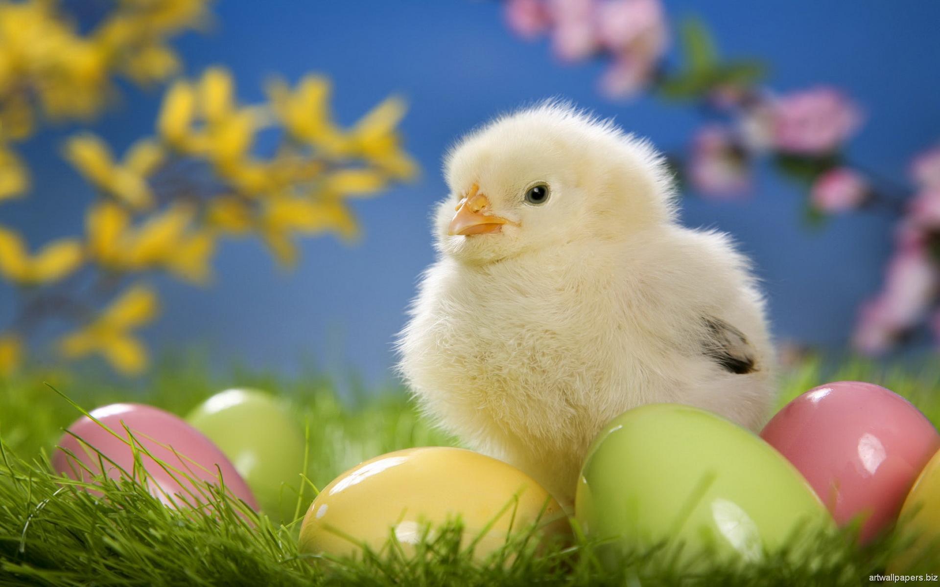 Ostern Huhn - Real Beauty Of Nature - HD Wallpaper 