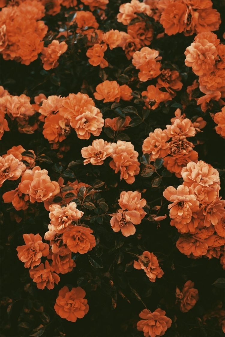 Flower Wallpaper Vsco - HD Wallpaper 