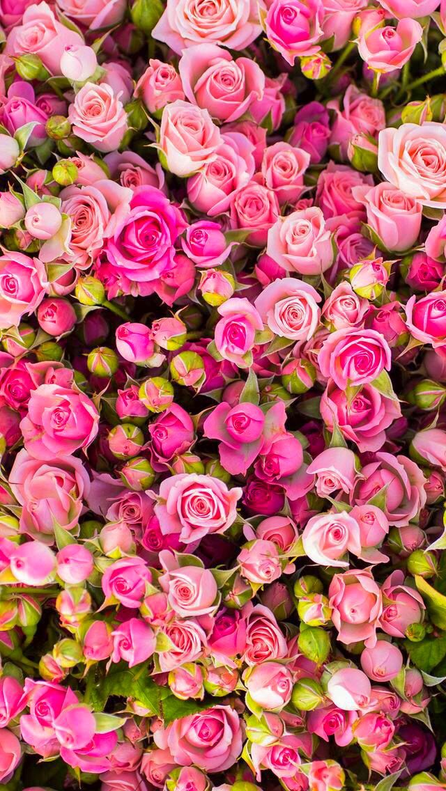 Best 25 Rose Wallpaper Ideas On Pinterest Screensaver, - Beautiful Wallpaper Roses - HD Wallpaper 